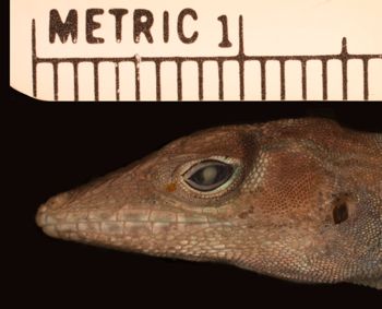 Media type: image;   Herpetology R-192576